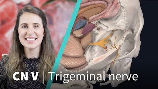 Anatomy Dissected Cranial Nerve V trigeminal nerve [upl. by Kathryn]