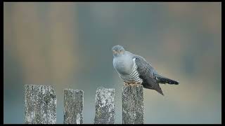 Mr Cuckoo Song cuckoo kukulka [upl. by Reid]