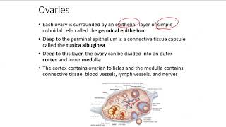 repro A and P ii lecture [upl. by Nnovahs]