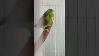 Green Parrotlets birds breeding [upl. by Blanch]