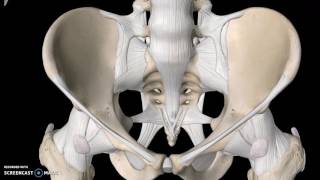 Pelvis Anatomy Tutorial Ligaments [upl. by Lionello518]