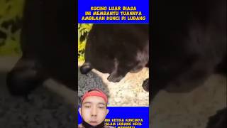 Kucing hitam pintar juga kok zninfo znwow kucing [upl. by Noned21]