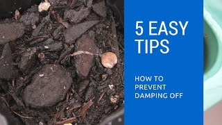 How to cure damping off in young seedlings [upl. by Julie]