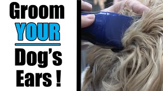 Overgrown Cavalier Spaniel  Ear Grooming Tutorial [upl. by Dopp]