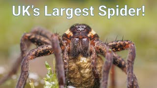 Britains Biggest Spiders  Bog and Fen Raft Spiders [upl. by Jasisa482]