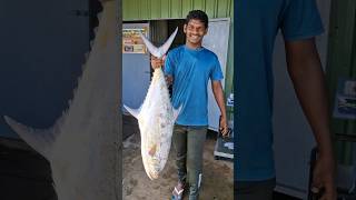 Queenfish fish fishmarket ytshorts shorts nrjvoice youtube channel [upl. by Rik]