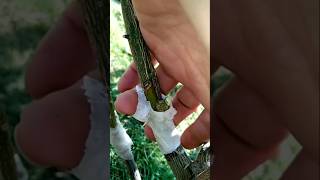 Lemon 🍋 grafting method technique gardenplantgrafting subs [upl. by Allerie]