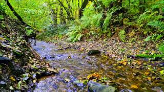 Enjoy the pleasant murmur of the stream in the forest relax and unwind Complete relaxation [upl. by Keri]