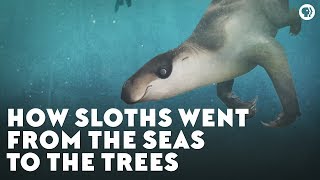 How Sloths Went From the Seas to the Trees [upl. by Borman77]