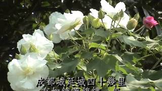 Hibiscus Mutabilis 木芙蓉 二 [upl. by Jelena]