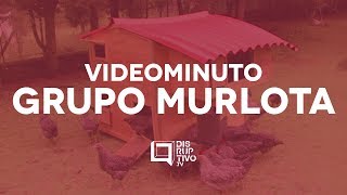 Grupo Murlota Oportunidades con producción de huevos [upl. by Sykes161]