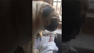 pug dog barking 😂 shortsvideo shortsviral trending pugdogshorts shorts pugdogvideo pugdogbar [upl. by Vivie]