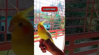 Cocktail sing a song cockatiel cockatielsinging birds cockatielsing shorts short subscribe [upl. by Blount]