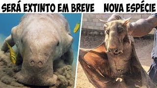 ANIMAIS EM VIAS DE EXTINÇÃO QUE EM BREVE SERÃO SUBSTITUÍDOS [upl. by Crist]