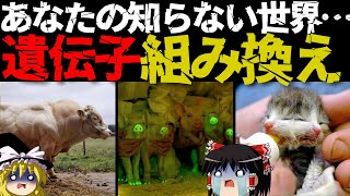 【驚愕】遺伝子組み換えで生まれた生物7選 [upl. by Niwrehs300]