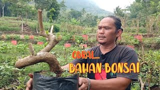 OBRAL BAHAN BONSAI [upl. by Caz348]