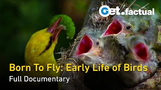 Born to Fly Early Life Of Birds  Full Nature Documentary [upl. by Nikolai101]