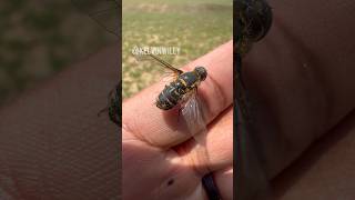 Handling a Hoverfly 🪰 [upl. by Sihtnyc]