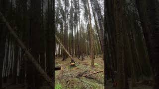 Hung up tree take down using a winch and redirect 👍😁☕️🪓🌲 forestry chainsaw stihl [upl. by Garfinkel]