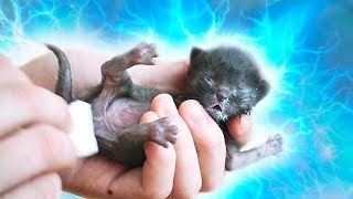 Спасение новорожденного котенка Saving the newborn kitten English subtitles  SANI vlog [upl. by Ermina]