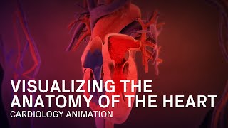 Anatomy of the Heart  Medical Animation [upl. by Yr]