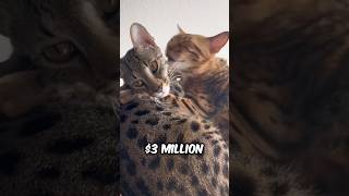 introducing the asher’s the million dollar cat shorts [upl. by Hsak]