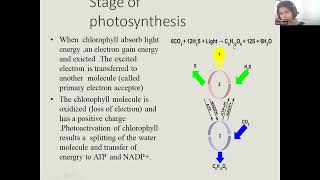 Insight on Phototrophic bacteria [upl. by Ilera207]