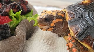 What Can RedFooted Tortoise Eat  Flippy Vlog 7 [upl. by Tedra437]