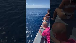 Forever Friends Dolphins are Alongside🌊🐬🦈🤿🌊shorts youtubeshorts shortsfeed viralvideo [upl. by Lovato]