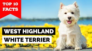 West Highland White Terrier  Top 10 Facts Westie [upl. by Lincoln507]