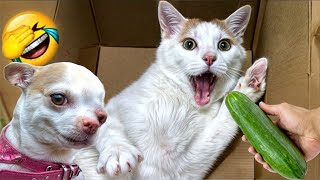 Laugh Out Loud The Funniest Animal Videos of 2024 4 [upl. by Zsa]