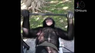 monkey lifting for 10 hours [upl. by Hedges]