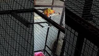 Sun Conure Parrot mating [upl. by Ronalda617]