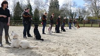 Behind the scenes residential dog training  see how we train Adolescent Dogs [upl. by Gean]