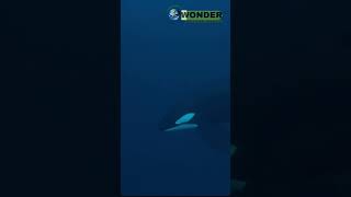 The Incredible Hunting Techniques of Killer Whales  Watch Orca in Action [upl. by Bunns]