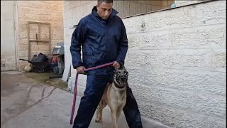 A very strong Belgian Malinois dog [upl. by Bravar]