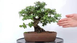 Vídeo 360º Bonsai Ciruelo dulce Chino Sageretia theezans SGT04 [upl. by Lleuqar]