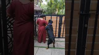 Power🔥🔥 rottweiler dora pets doradora doglover babydora [upl. by Pliam]