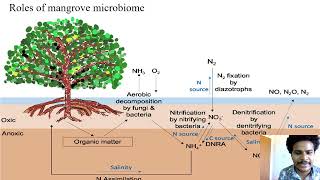 Mangrove and estuarine microbiome [upl. by Leciram]