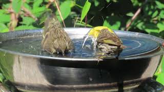 Pine siskins at birdbath July 26 2024 PNW [upl. by Castra]