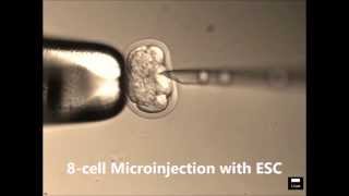 Mouse Microinjection and Microsurgery [upl. by Emmalynne394]