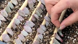 How to Propagate Echeveria succulents from Leaves  Incl Rare Crested form of Ling Snow Ariel 凌雪 [upl. by Peyton]