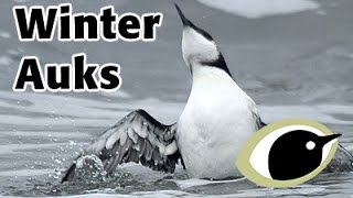 BTO Bird ID  Winter Auks [upl. by Lainey]