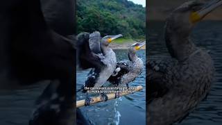 Rescue the cormorant trapped in the net shortsvideo amimals [upl. by Bagley]