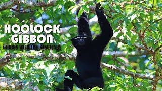 GIBBON CALL  A HOOLOCK FAMILY SINGING CHORUS [upl. by Rosene]