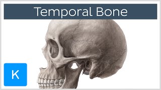 Temporal Bone  Definition Location amp Parts  Human Anatomy  Kenhub [upl. by Cutcheon]