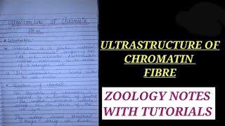 ULTRASTRUCTURE OF CHROMATIN FIBRE chromatinfibre zoologynotes biology vbu bbmku zoologynotes [upl. by Arved]