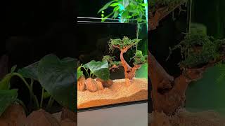 Extremely Fantastic Fishtank fishaquarium fishtanksetup fish trending aquariumfishtank virel [upl. by Nefets]