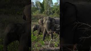 Kuruva Island Resort and Spa Wayanads Oasis of Relaxation travel shorts wayanad [upl. by Bui801]