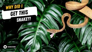 TOP 5 WORST SNAKES FOR BEGINNERS reptiles snakes invesrep [upl. by Mishaan]